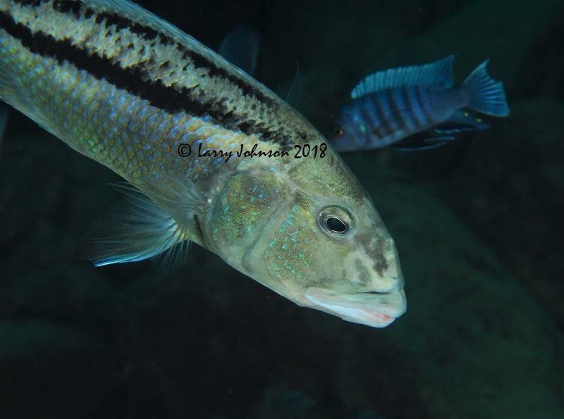 Aristochromis christyi 'Chinyamwezi Rocks'